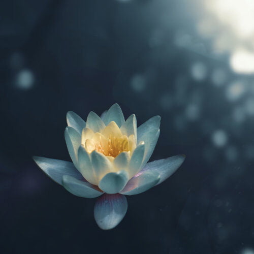 Photo of a flower floating on water.